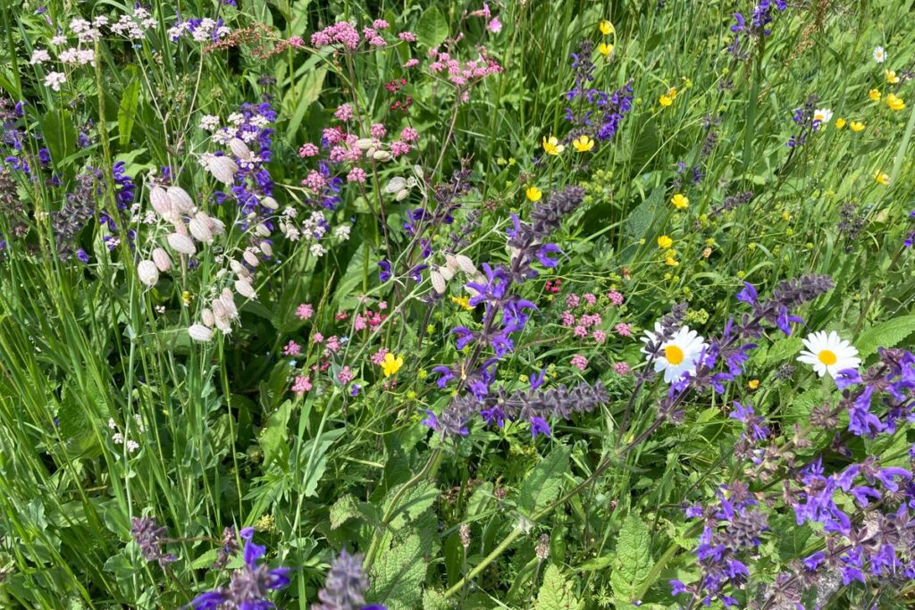 Frühlingsblumen