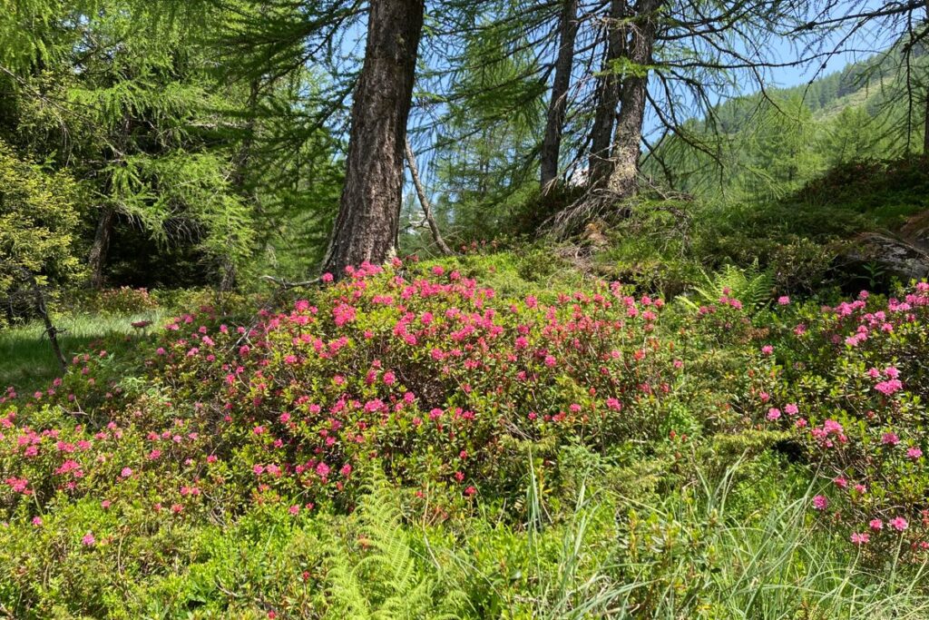 Hübsche Bergblumen
