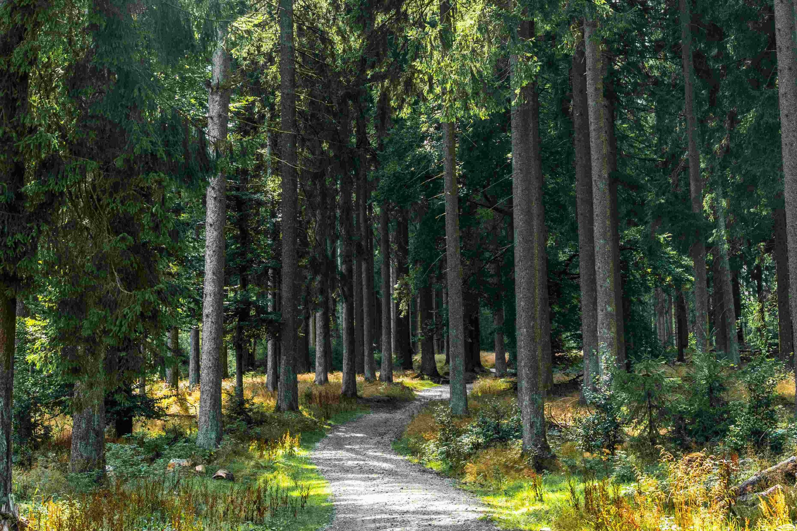 Waldbaden tut dem Körper auf natürliche Weise gut