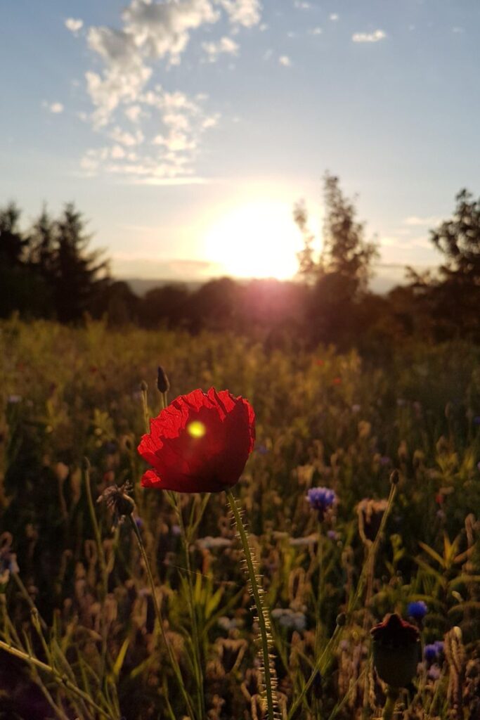 Mohnblume